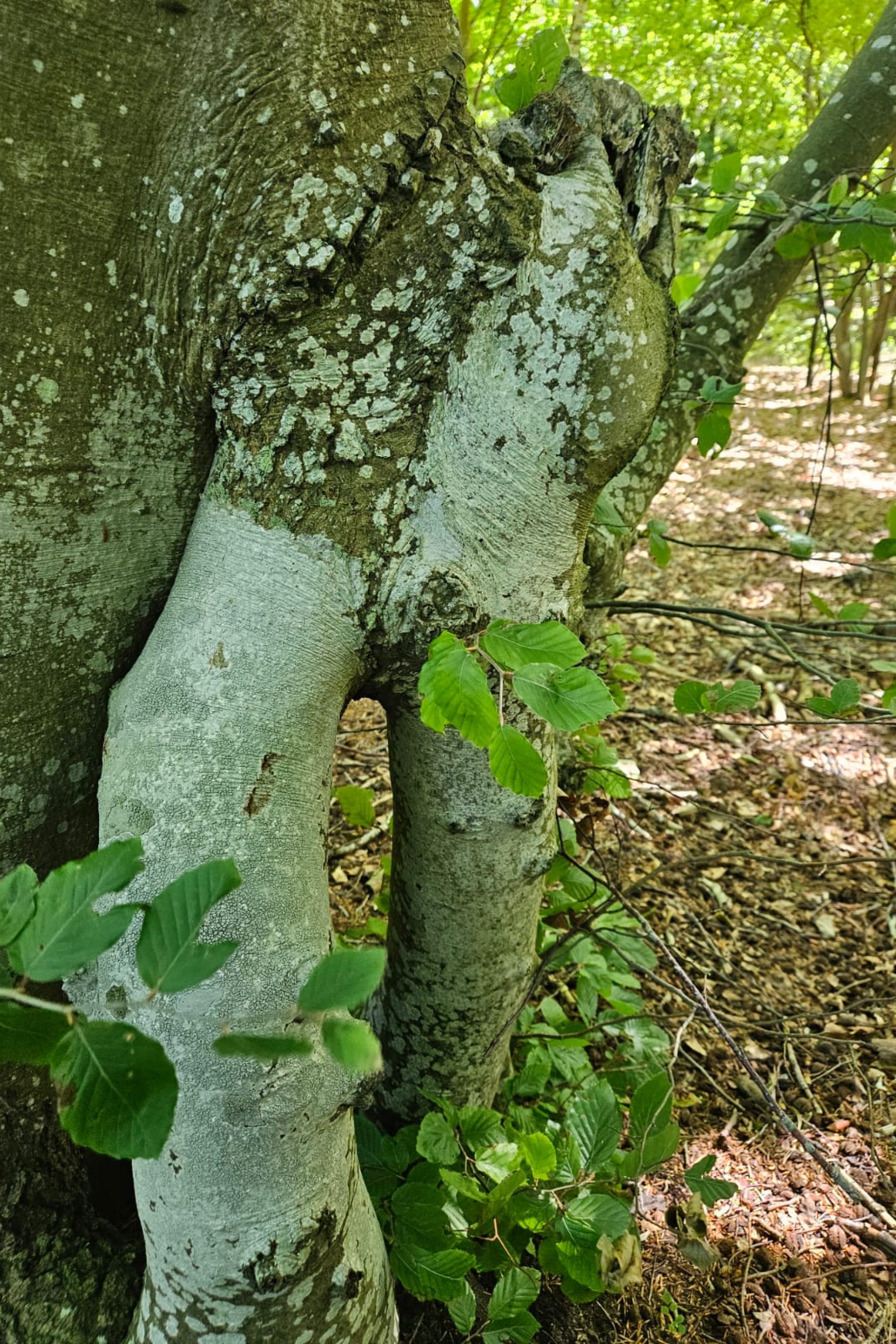 DRZEWKO